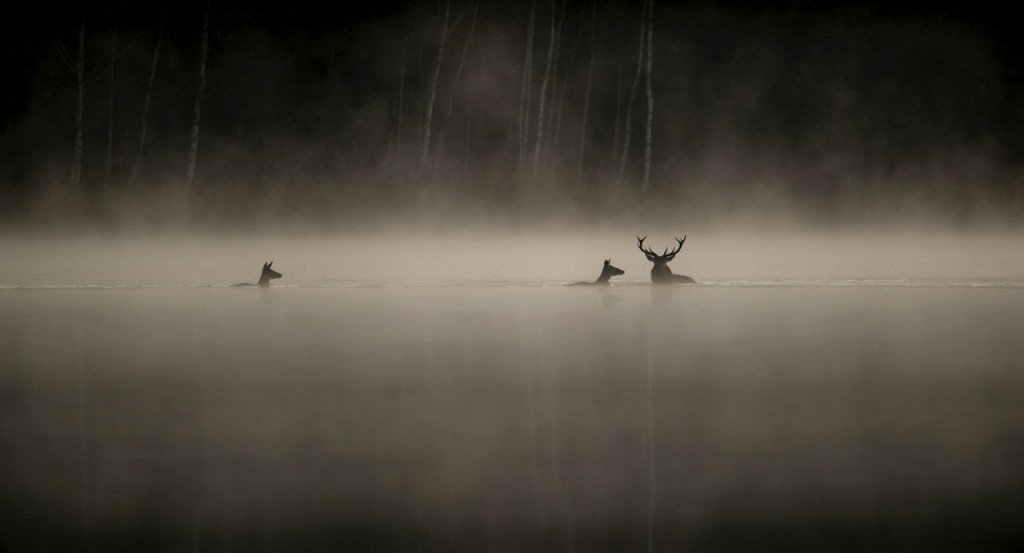 actualité Le chant des forêts